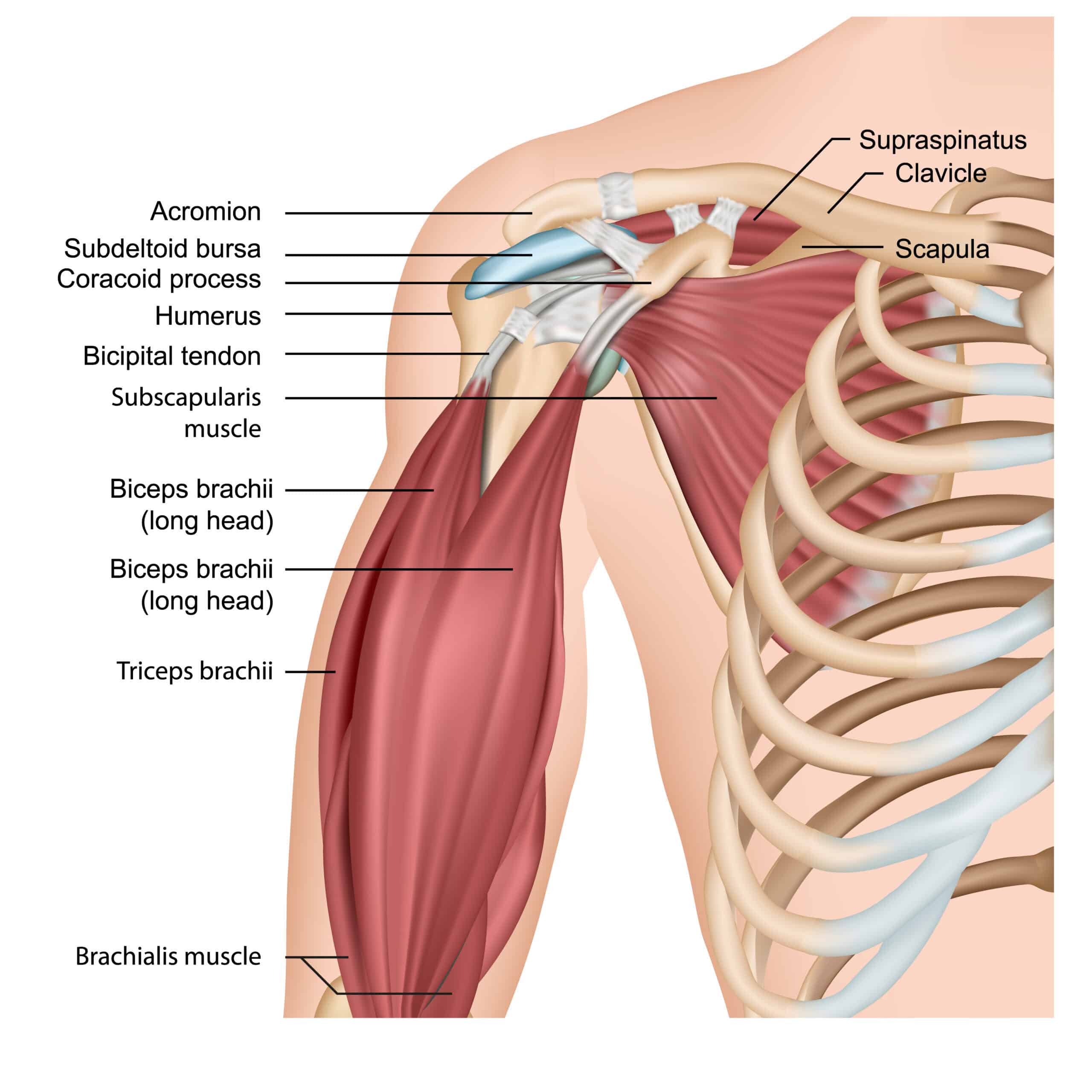 Shoulder anatomy diagram showing muscles, rotator cuff, and joint structure