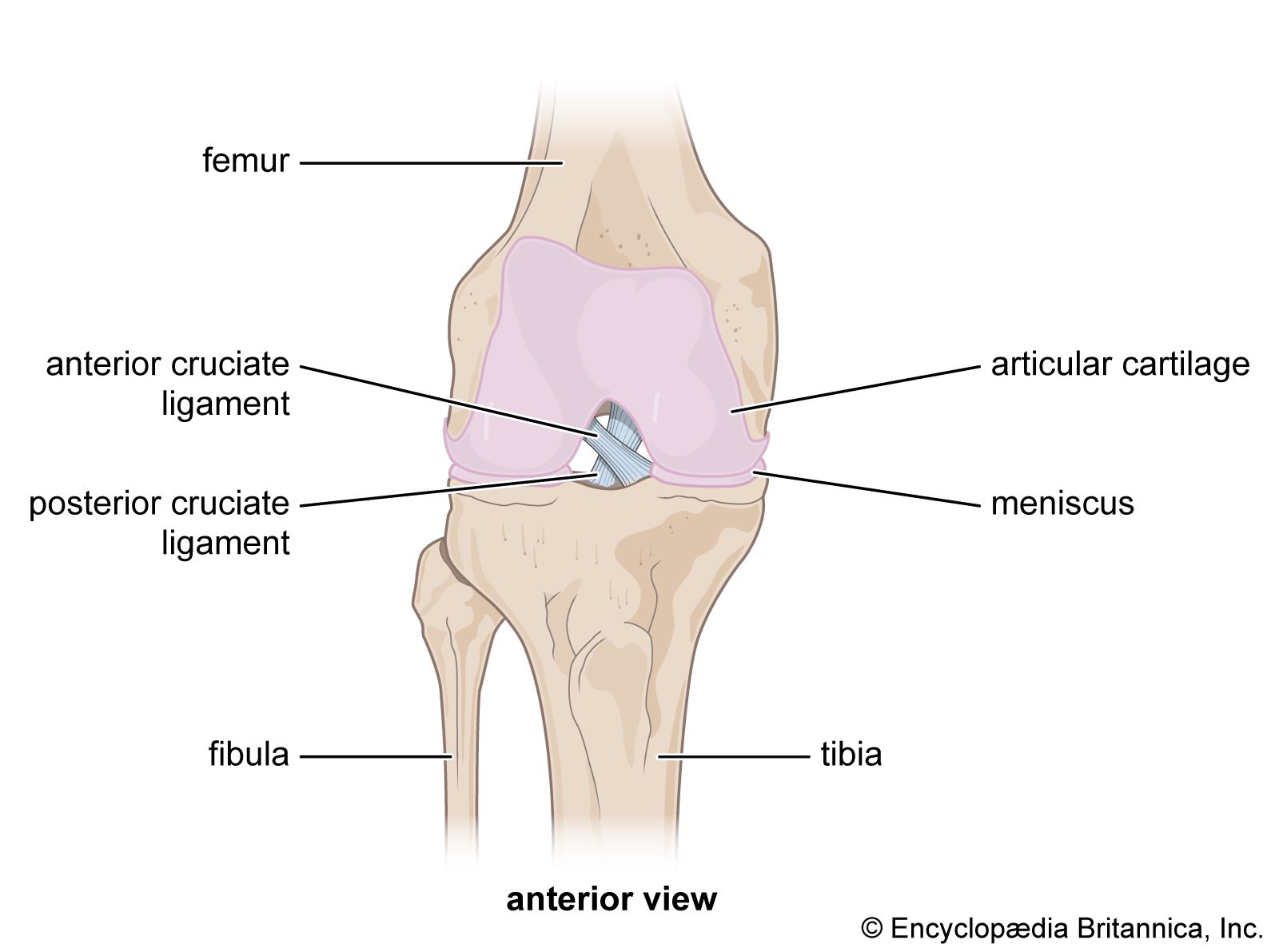 ACL injury anatomy diagram - medical illustration