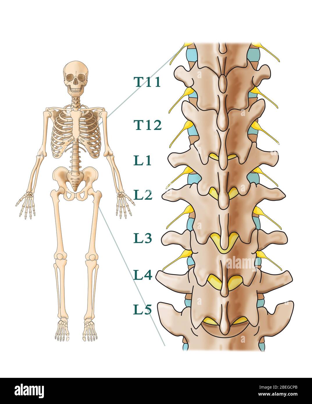 back pain anatomy diagram - medical illustration