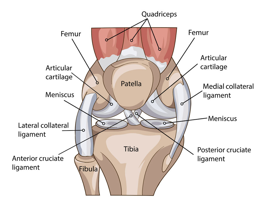 Knee joint anatomy showing ligaments, cartilage, and meniscus