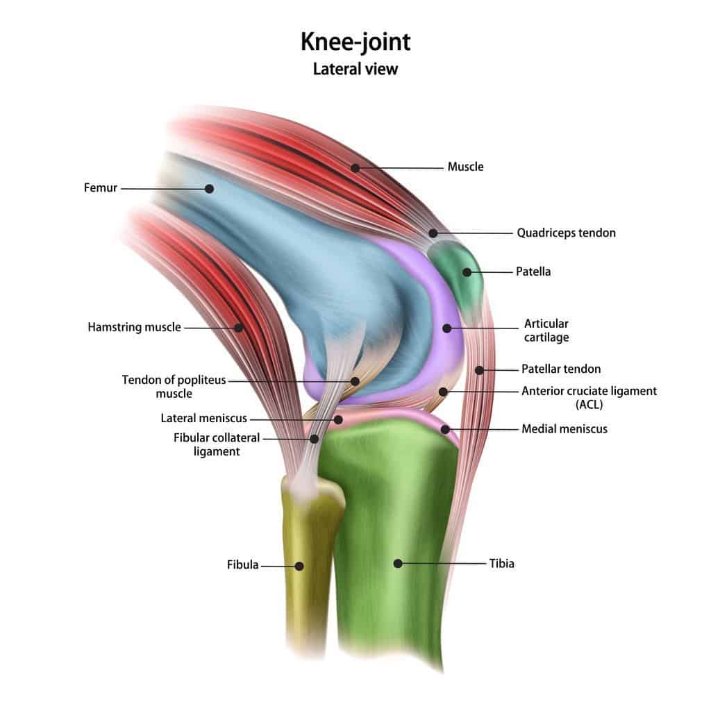 Diagram of the knee joint and its ligaments