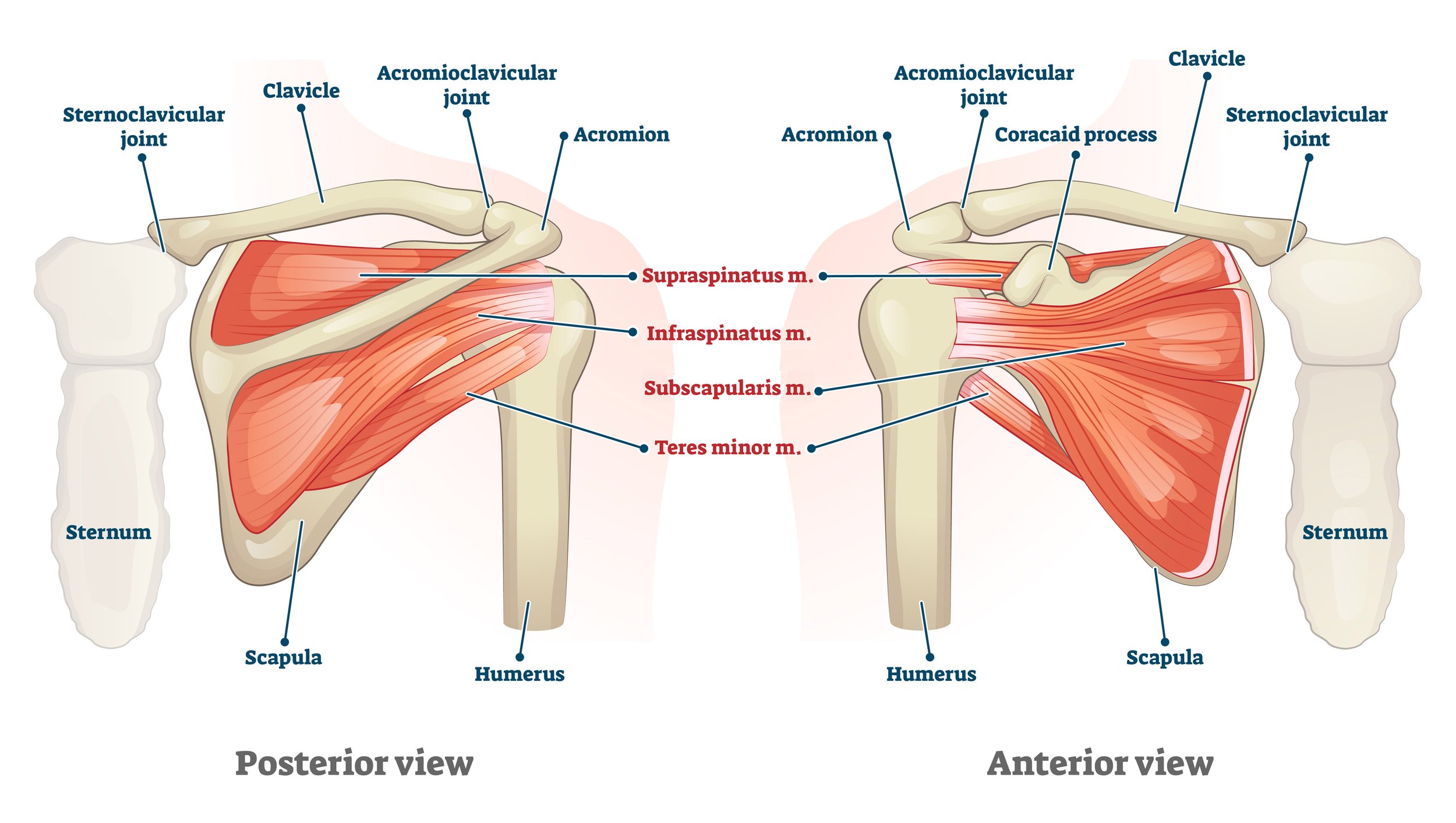 rotator cuff injury anatomy diagram - medical illustration