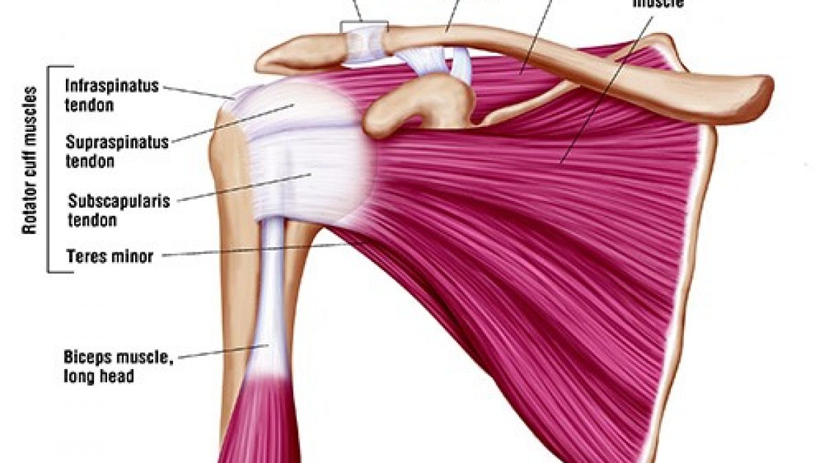 Rotator cuff muscles anatomy showing supraspinatus infraspinatus teres minor and subscapularis