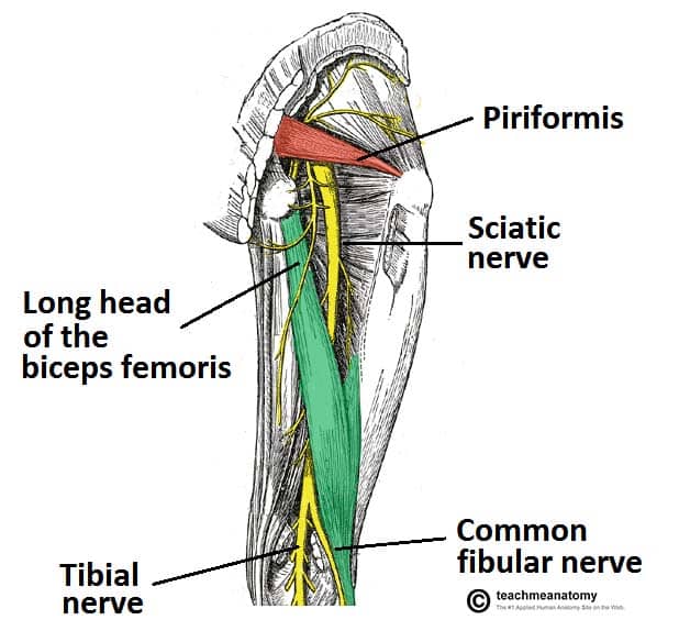 sciatica anatomy diagram - medical illustration